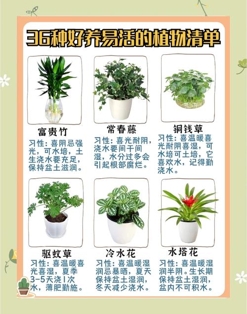室内植物摆放小常识，美化环境又健康