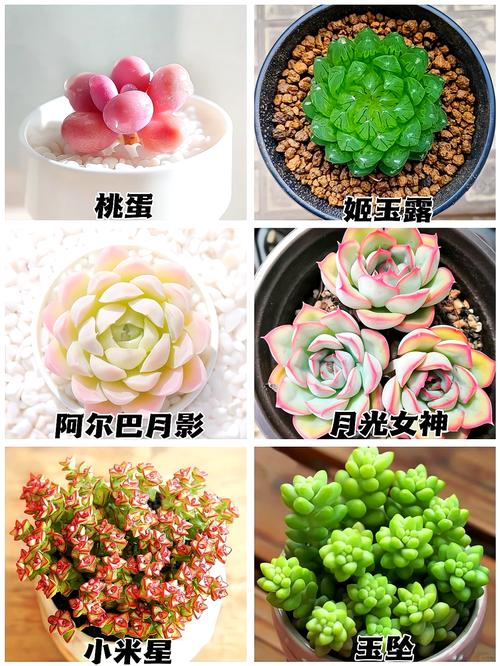 多肉植物怎么养？这 5 个养护技巧要知道