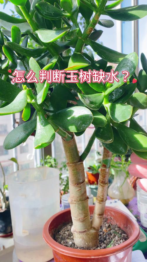 如何判断植物是否缺水？这 3 个观察方法最准确