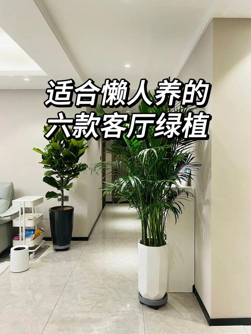 室内植物怎么摆放？这 5 个位置最适合