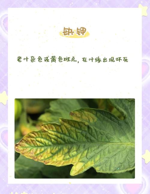 教你判断植物光照需求：这 3 个叶片特征是信号