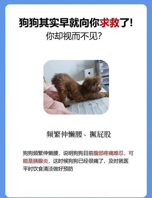 宠物生病的 6 个信号,别忽视这些小细节