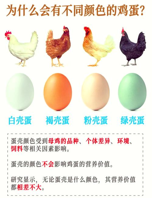 鸡蛋壳颜色越深越营养?专家:别被颜色骗了!