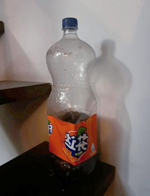 用塑料瓶装碳酸饮料会加速变质？储存容器选择​