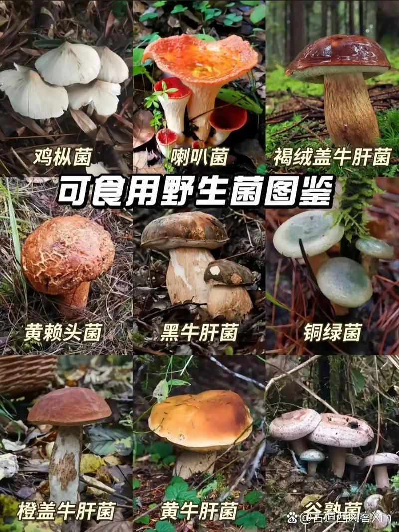 如何辨别野生菌是否有毒？这 5 个外观特征是关键