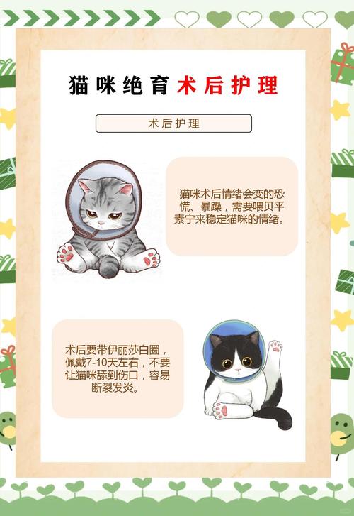 宠物绝育前后护理：主人必须知道的8件事