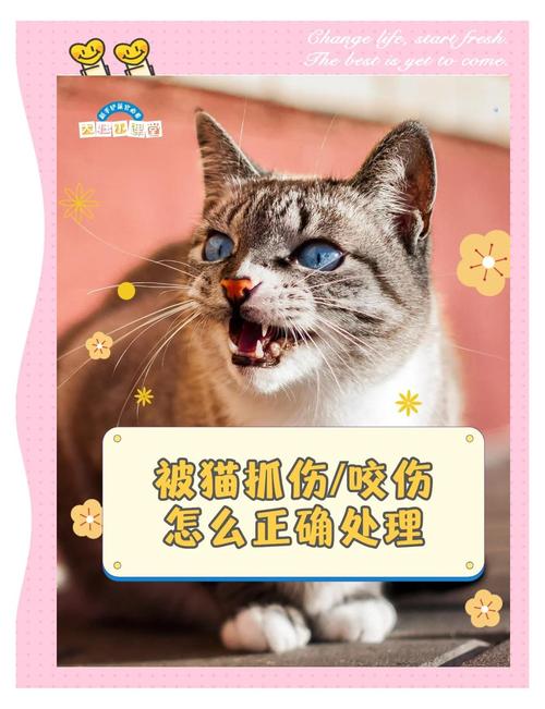 被宠物抓伤咬伤?这 3 个处理步骤别拖延
