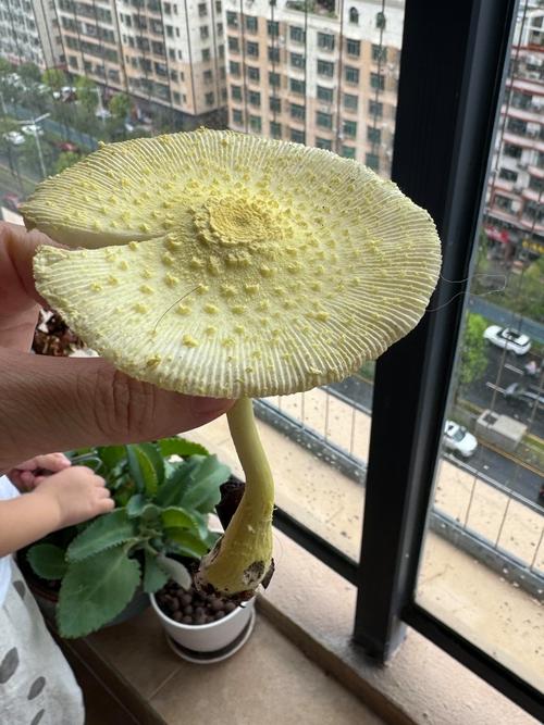 花盆里的土长蘑菇？这些处理方法要牢记​