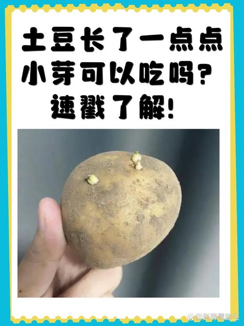 发芽的土豆能不能吃?这些食物发芽要警惕