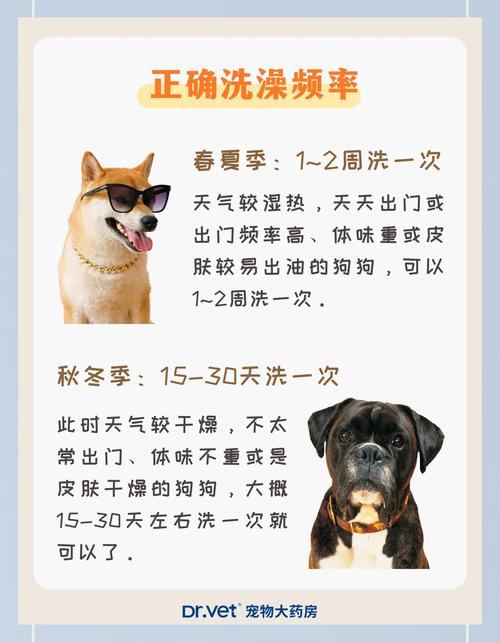 狗狗洗澡频率：不同犬种的正确洗澡周期