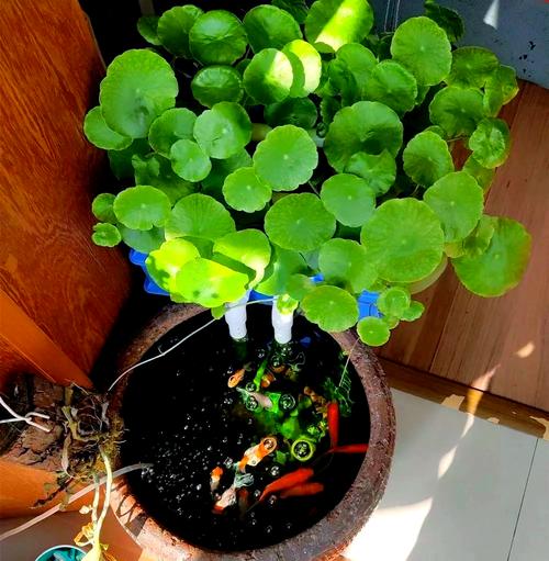 花盆积水导致蚊虫滋生？食蚊鱼 + 铜钱草生态组合​