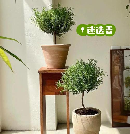 花盆积水生蚊？天然驱蚊植物搭配​