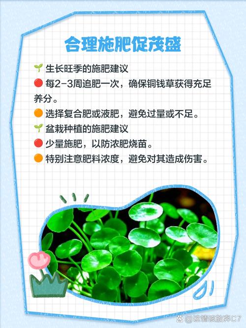 花盆积水滋生孑孓?铜钱草 + 浮萍生态防治