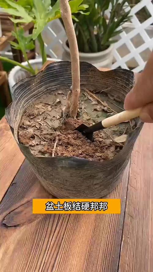 花盆里的蚯蚓松土过度?沙子调节土壤法