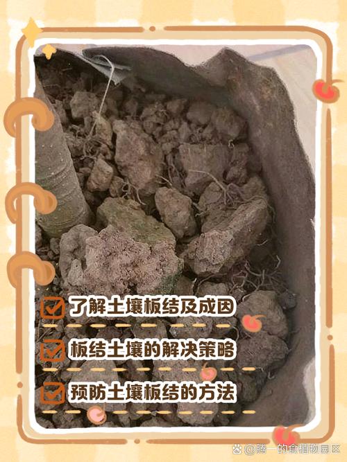 花盆土壤板结严重？这些微生物菌剂使用技巧​