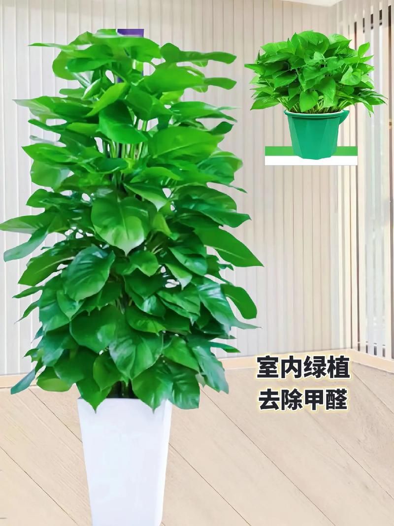 绿萝真的能吸甲醛？这5种植物才是“空气净化器”