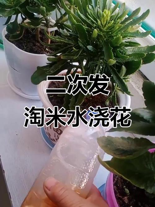 如何用淘米水浇花?发酵与稀释比例