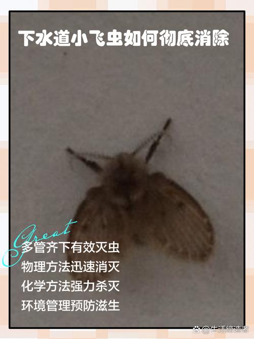 下水道小飞虫泛滥?塑料瓶陷阱轻松剿灭