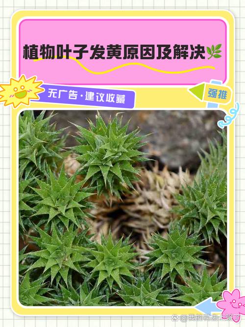 植物叶片发黄怎么办?找出原因对症解决