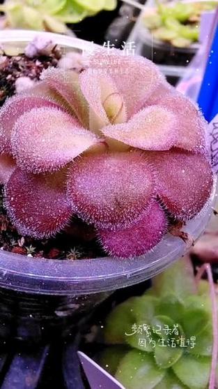 食虫植物捕虫囊发黑？真菌感染防治