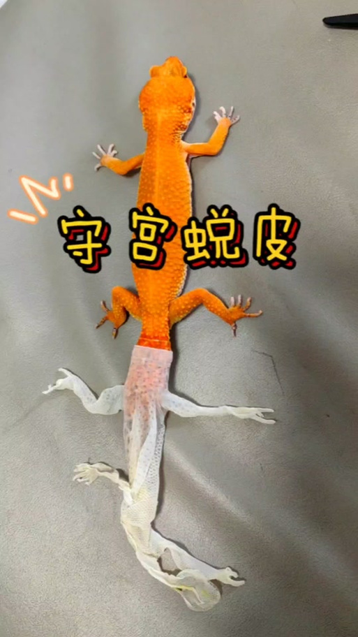 守宫蜕皮不畅处理？湿度箱搭建技巧