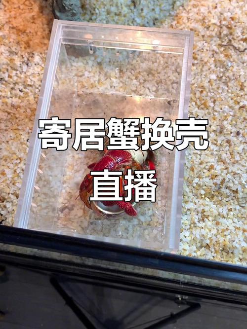 寄居蟹脱壳期护理?安静环境营造