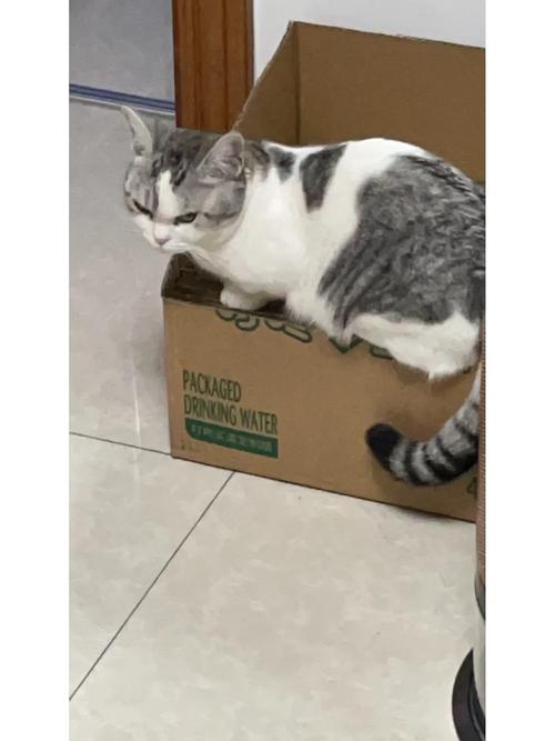自制猫抓板?麻绳缠绕纸板箱!