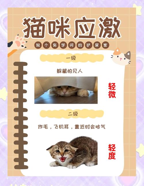 猫咪应激反应怎么处理？铲屎官必看