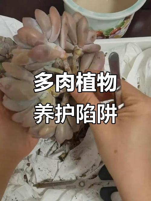 多肉植物繁殖误区！新手常犯的错误解析