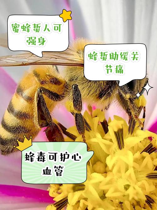 蜂蛰毒液扩散途径？淋巴与血液循环