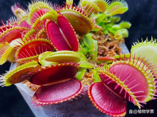 为什么有些植物会吃肉？植物食性进化之谜
