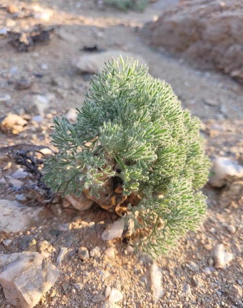 沙漠植物如何适应高温环境？植物生理学机制