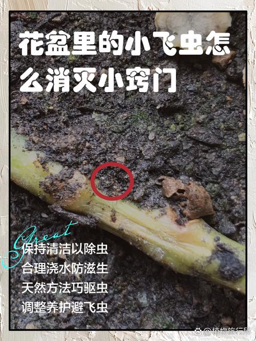 植物招小飞虫?盆土铺层沙子隔绝!