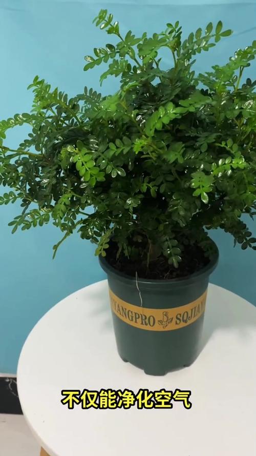 夏季家居防蚊虫：这些植物让蚊子绕道走！