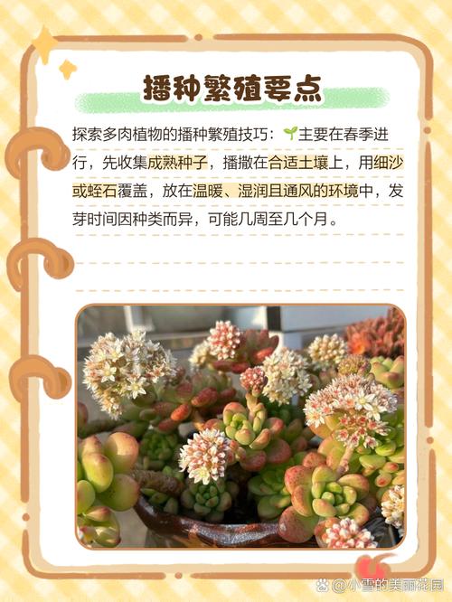多肉植物繁殖优化误区！成功率提升要点