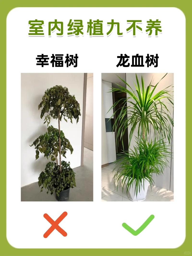 家居绿植养护常见问题解答