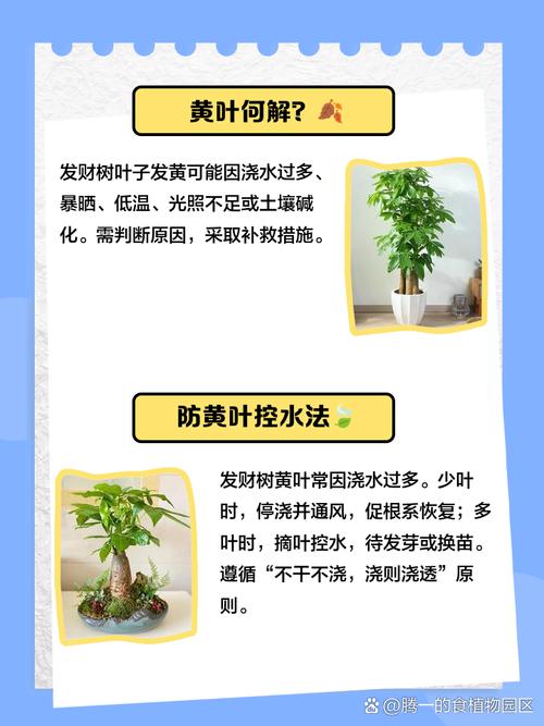 发财树怎么预防黄叶？日常养护要点