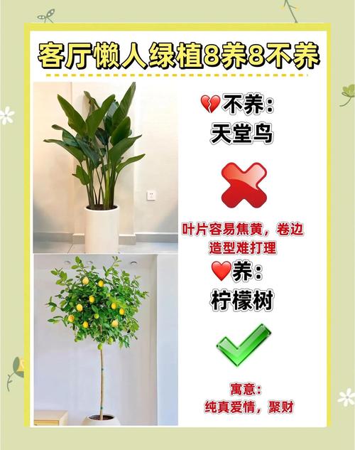 绿植养护误区:你避开了吗?