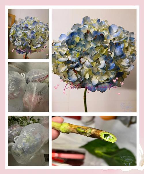 绣球花枯萎?深水「醒花 4 小时」