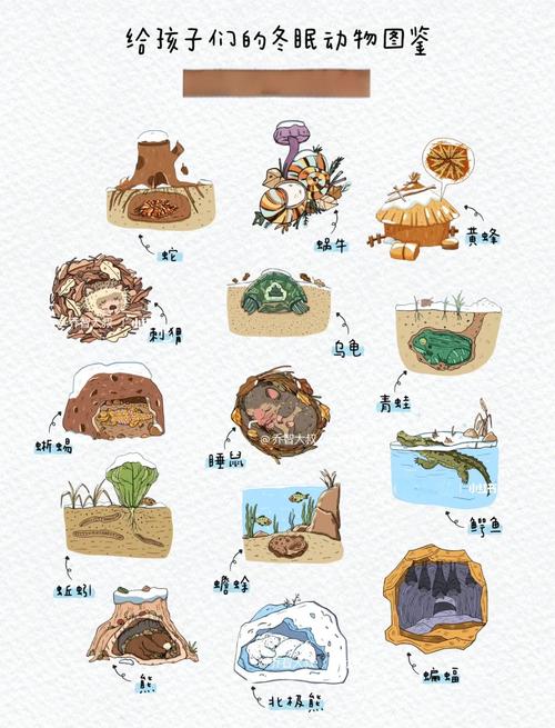 为什么有些动物会冬眠？生物节律与生存策略