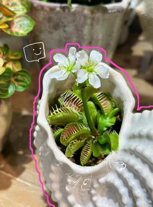 捕蝇草光照时长控制？12 小时补光