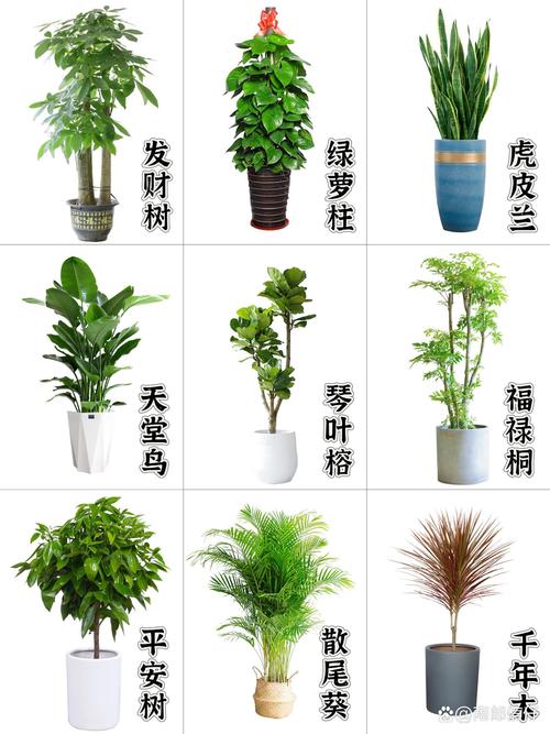 绿植摆放位置：你摆对了吗？