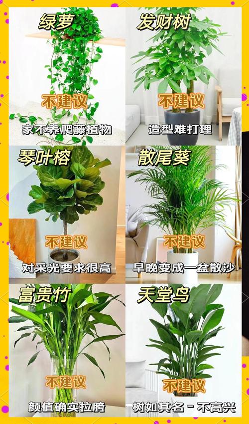家居绿植养护全攻略，让家充满生机