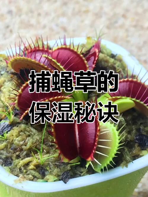 捕蝇草冬季休眠管理？低温保湿技巧