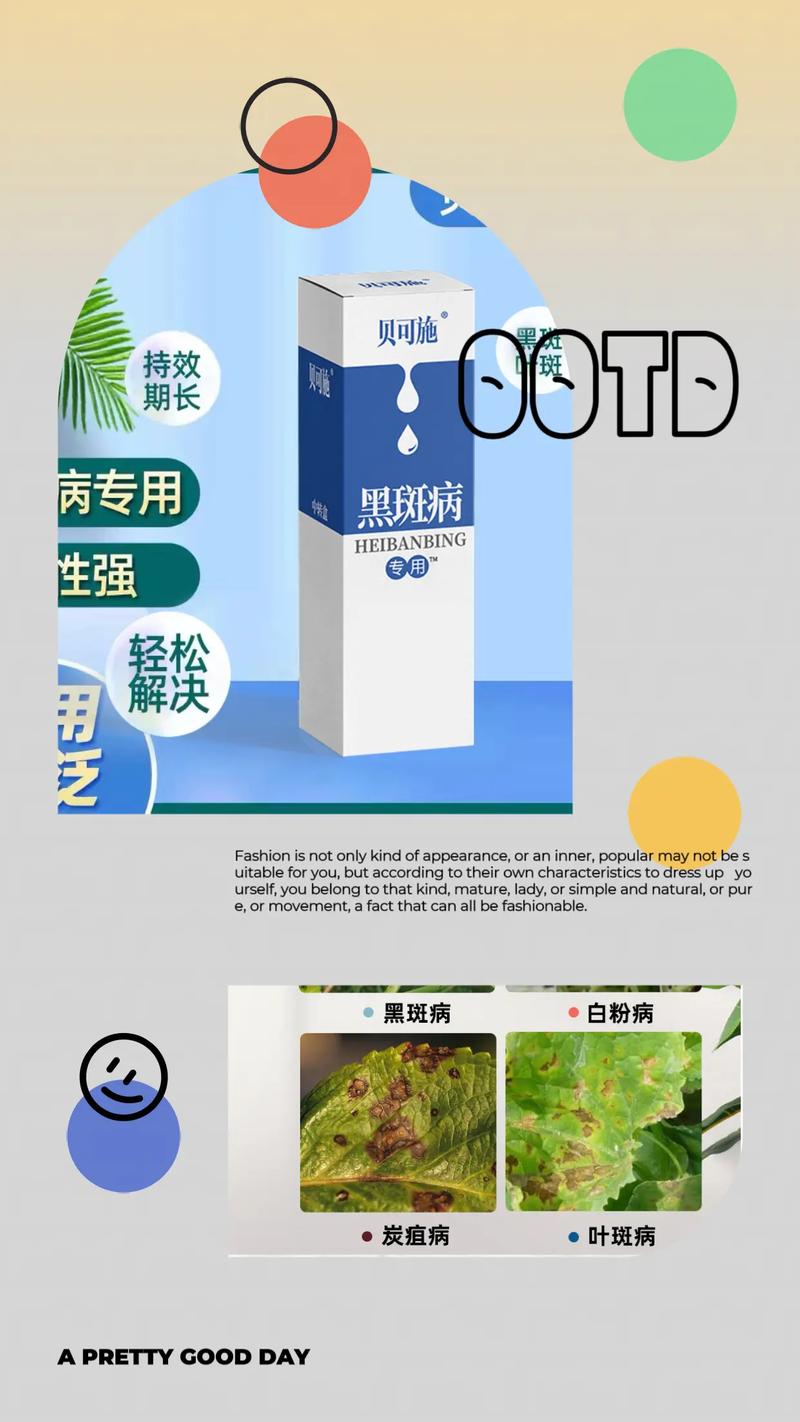 月季黑斑病？喷施「多菌灵」