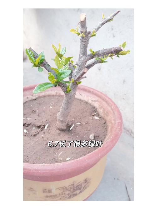 花盆修剪技巧！促进植物生长