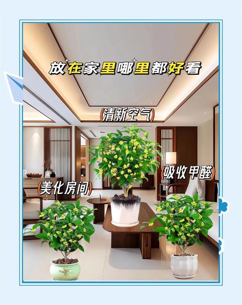 家居绿植养护，让家四季如春
