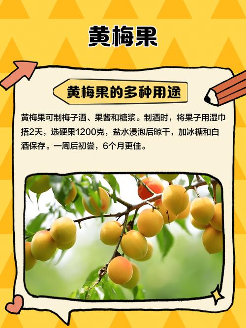 腌梅子用青梅还是黄梅?有机酸含量的影响