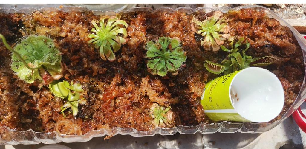 食虫植物介质选择?水苔与泥炭比例