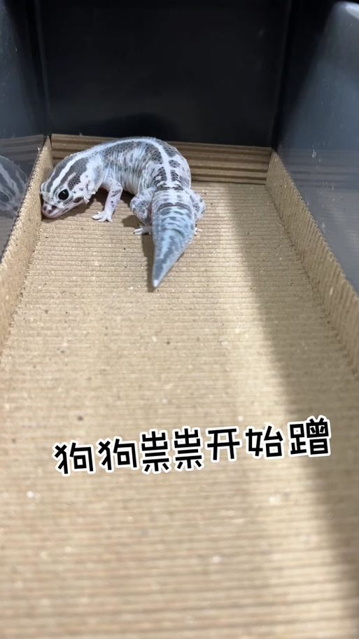 守宫蜕皮期加湿方法？超声波雾化